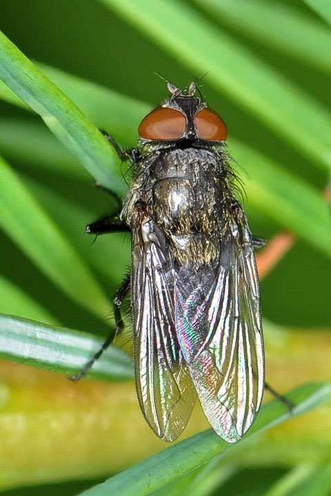 Pollenia fly