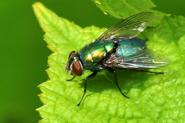 green bottle fly