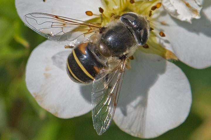 hourglass hover fly