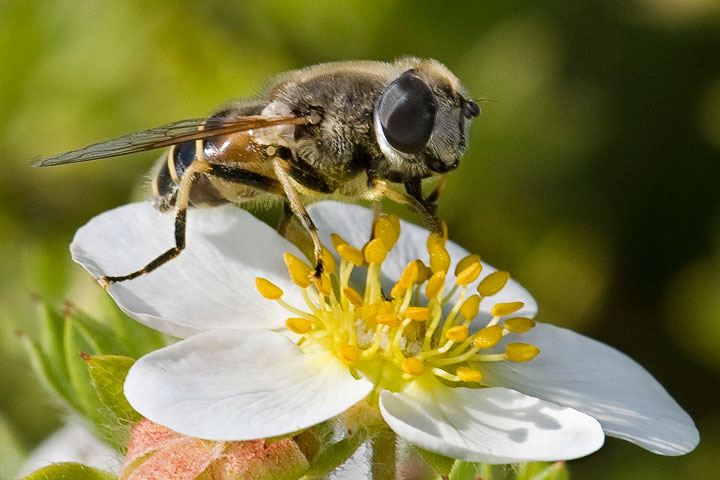 hourglass hover fly