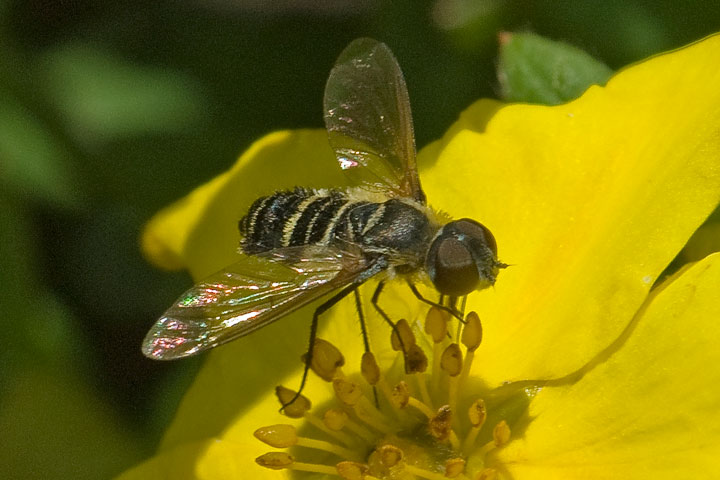 bee fly