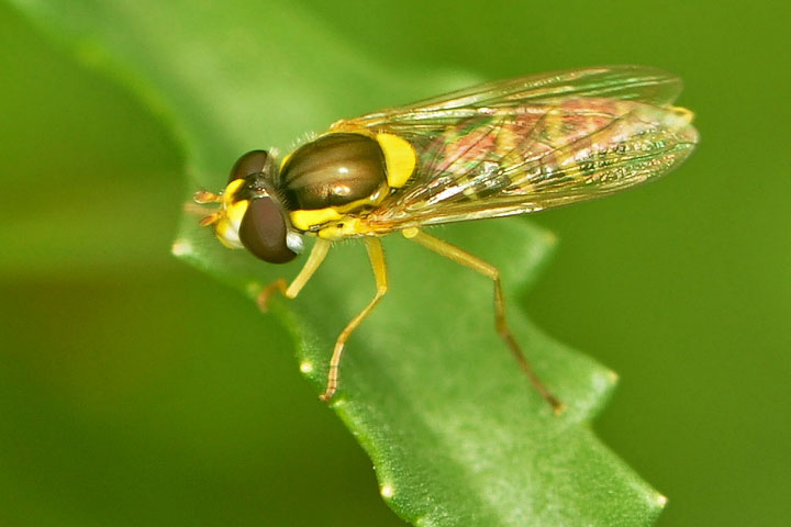 hover fly