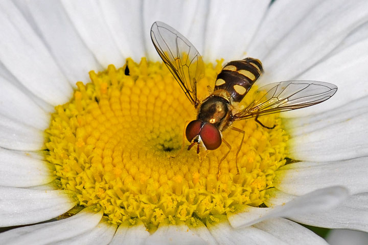 hover fly