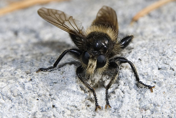 beeish robber fly