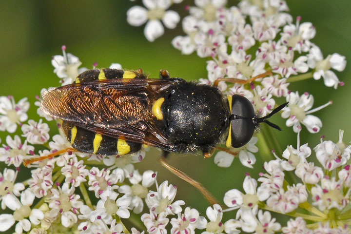 beeish robber fly