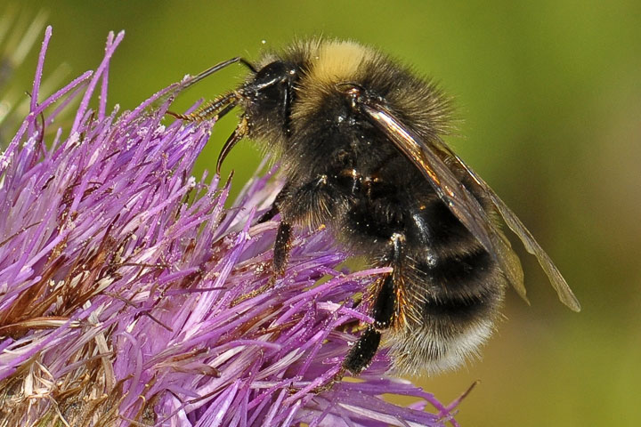 bombus occidentalis