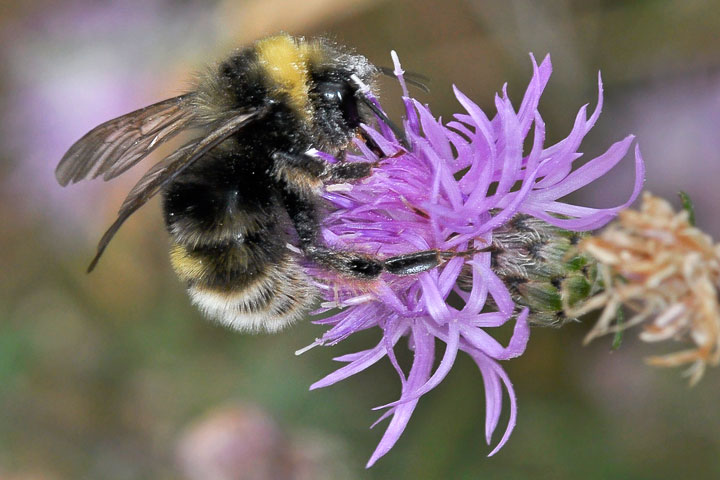 bombus occidentalis