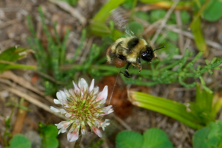 Bombus rufocinctus