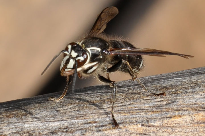 bald-faced hornet