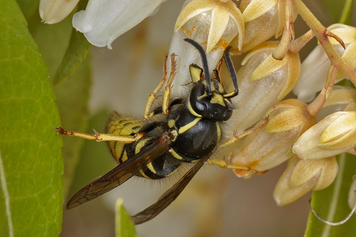 forest yellow jacket