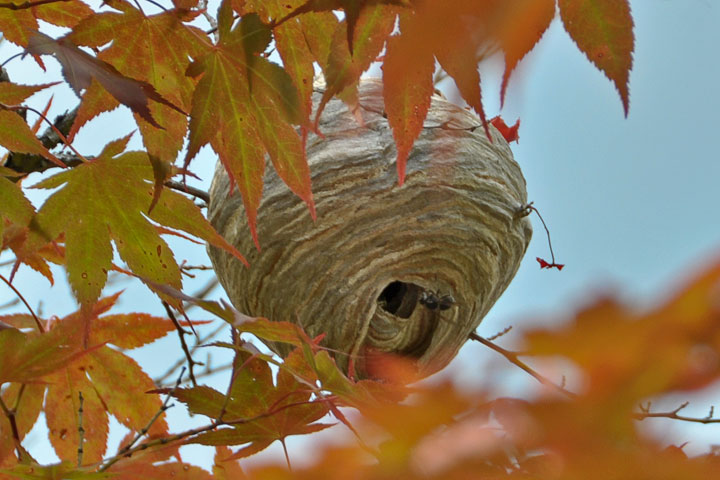 bald-faced hornet nest