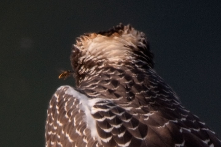 osprey and yellow jackets