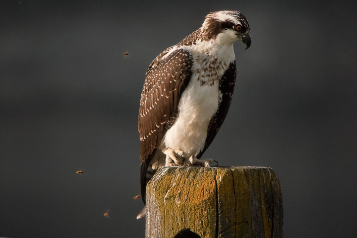 osprey and yellow jackets