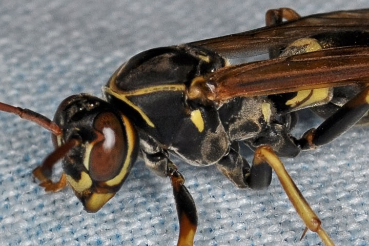 Polistes aurifer