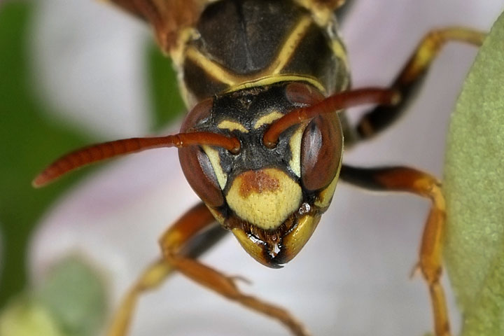 Polistes aurifer