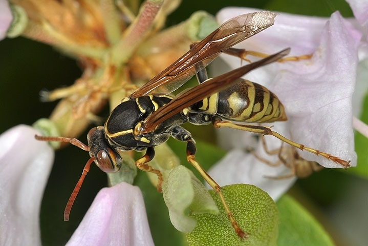 golden paper wasp