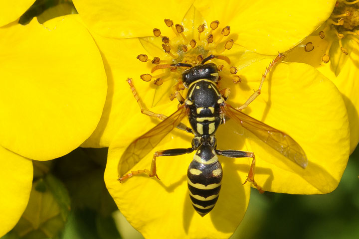 European paper wasp