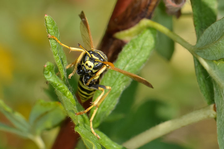 European paper wasp