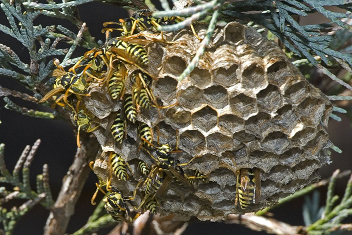 paper wasp nest