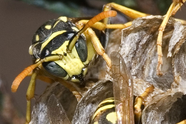 paper wasp