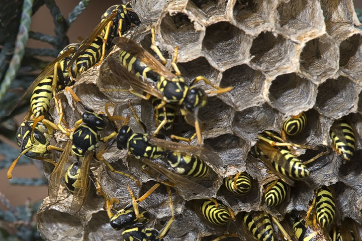 paper wasp nest