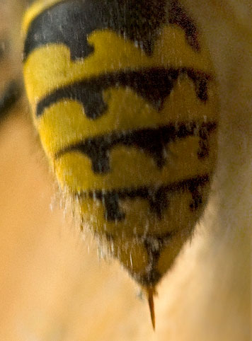 yellow jacket stinger