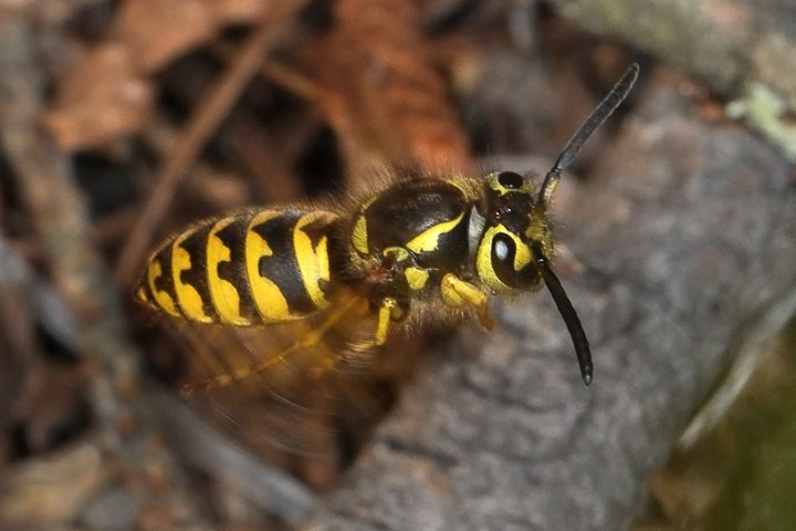 western yellow jackets