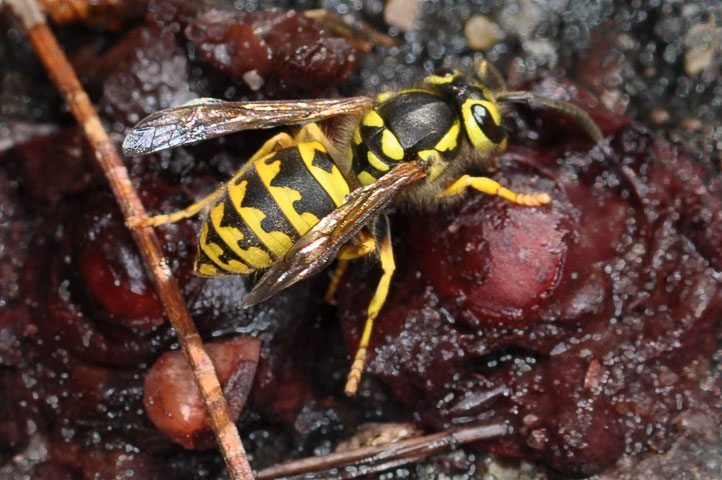 western yellow jacket