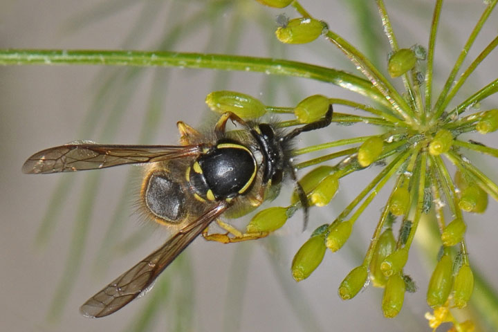 wasp and aphids