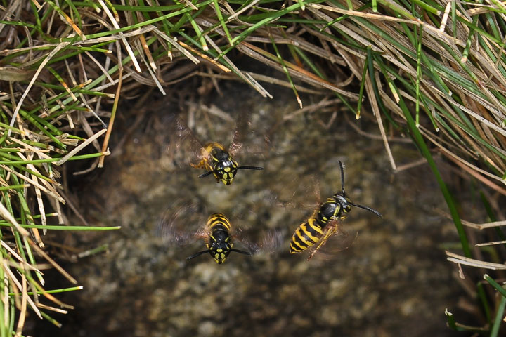 yellow jacket nest