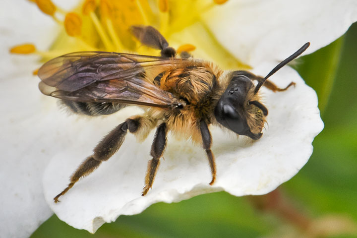 mining bee