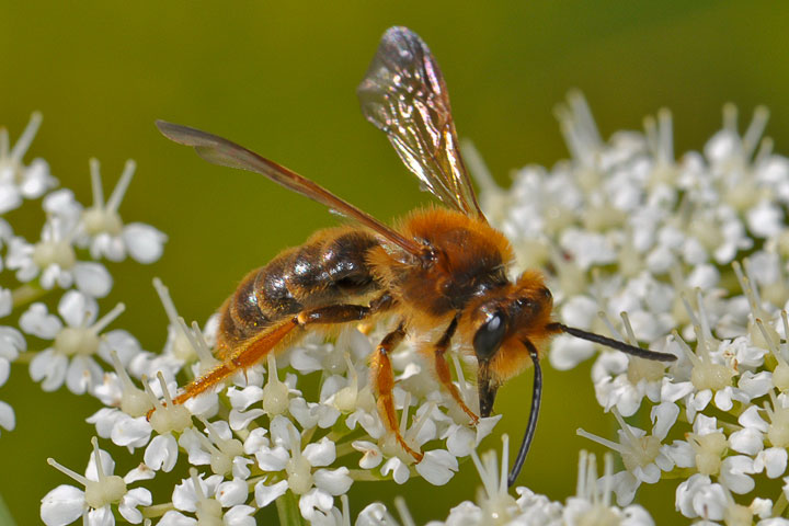 mining bee