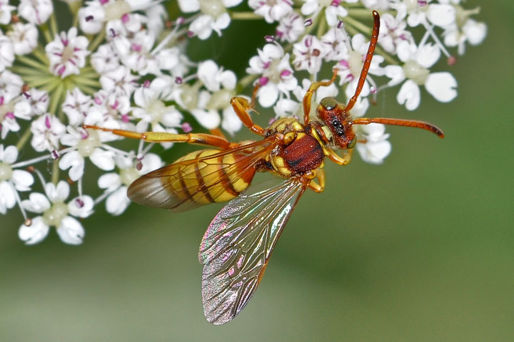 cuckoo bee