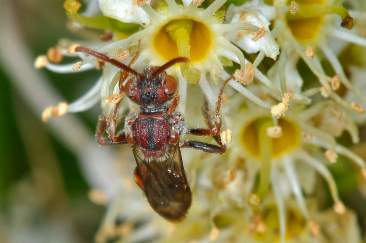 cuckoo bee