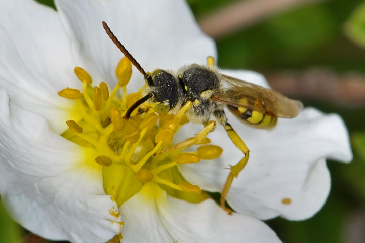 cuckoo bee