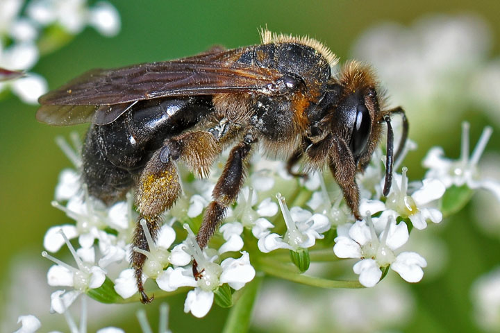 mining bee