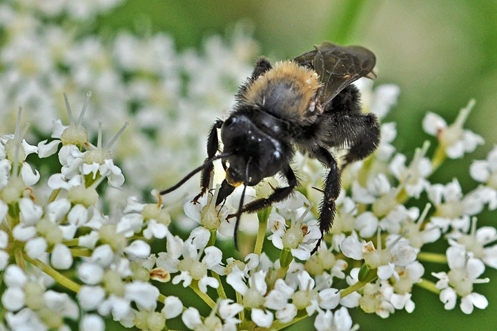 mining bee