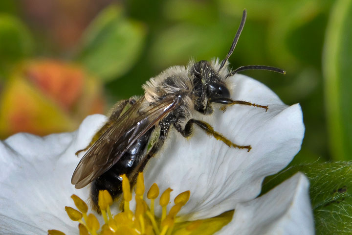 mining bee