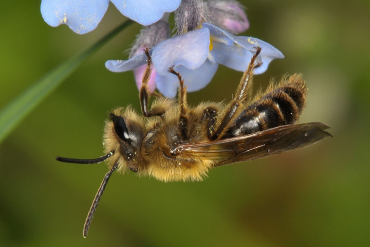 mining bee