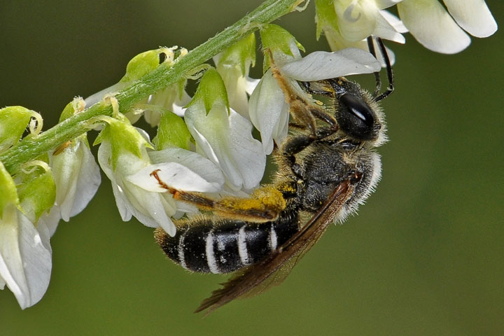 sweat bee