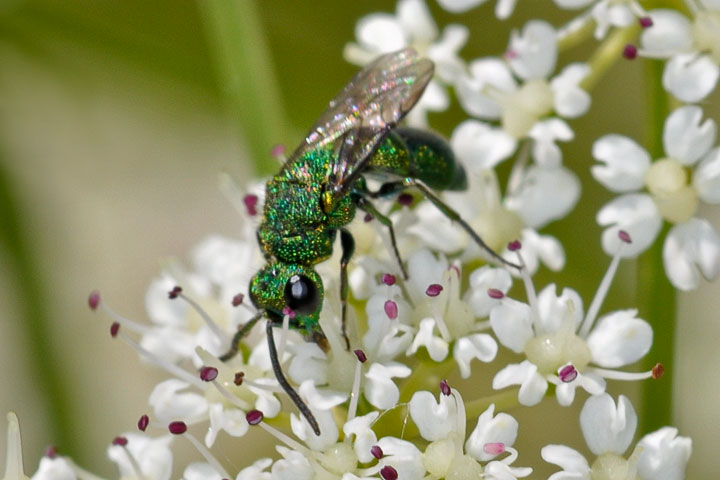 cuckoo wasp