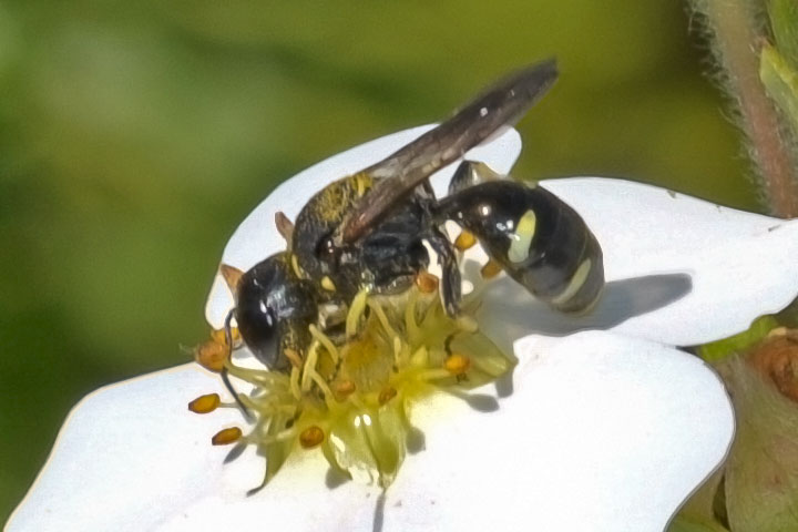 digger wasp