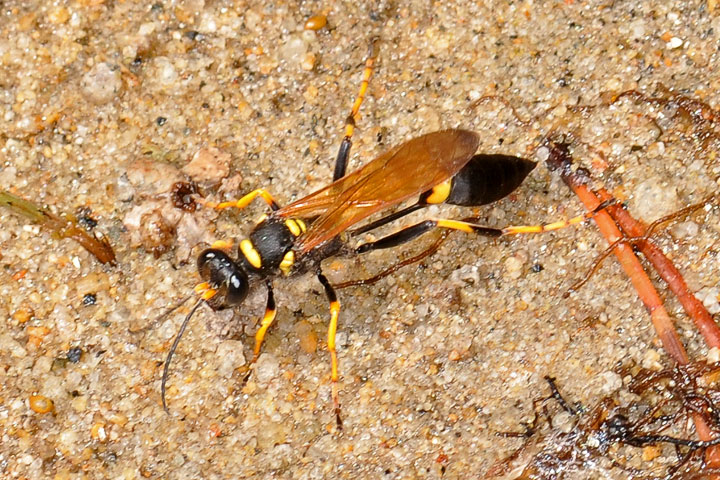 black and yellow mud dauber