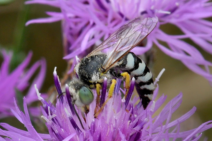 sand wasp