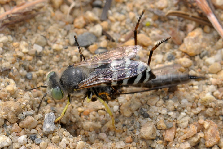 sand wasp back