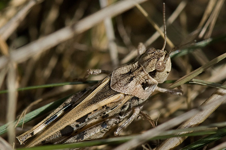 grasshopper