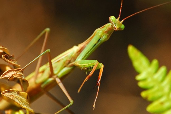 mantid