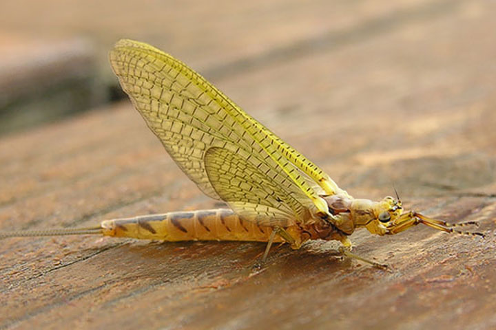 mayfly