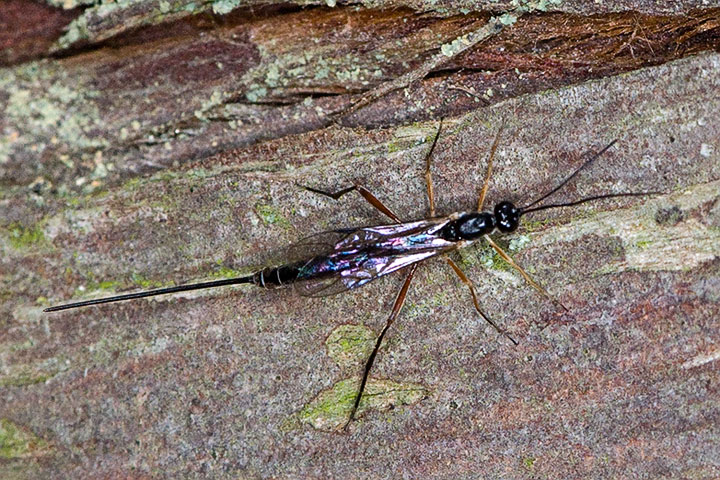 stonefly