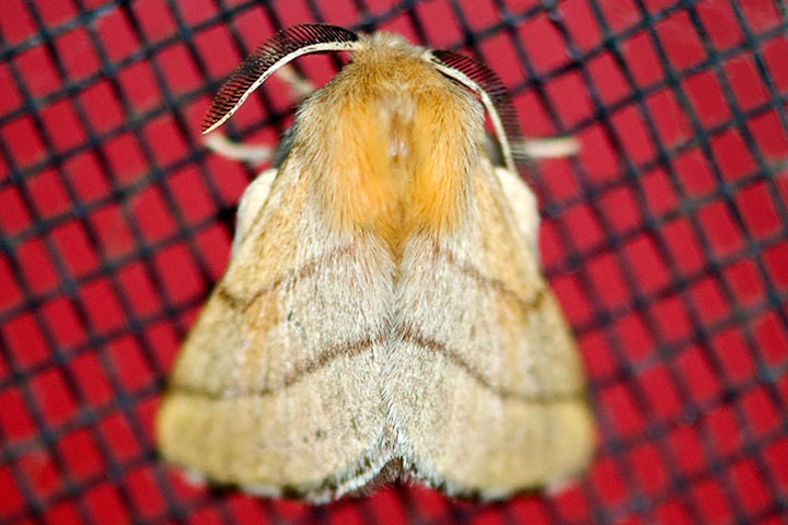 forest tent moth